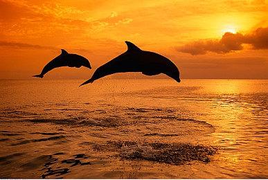 羽生和正宣布不再担任《数码宝贝》制作人 新作仍会继续开发